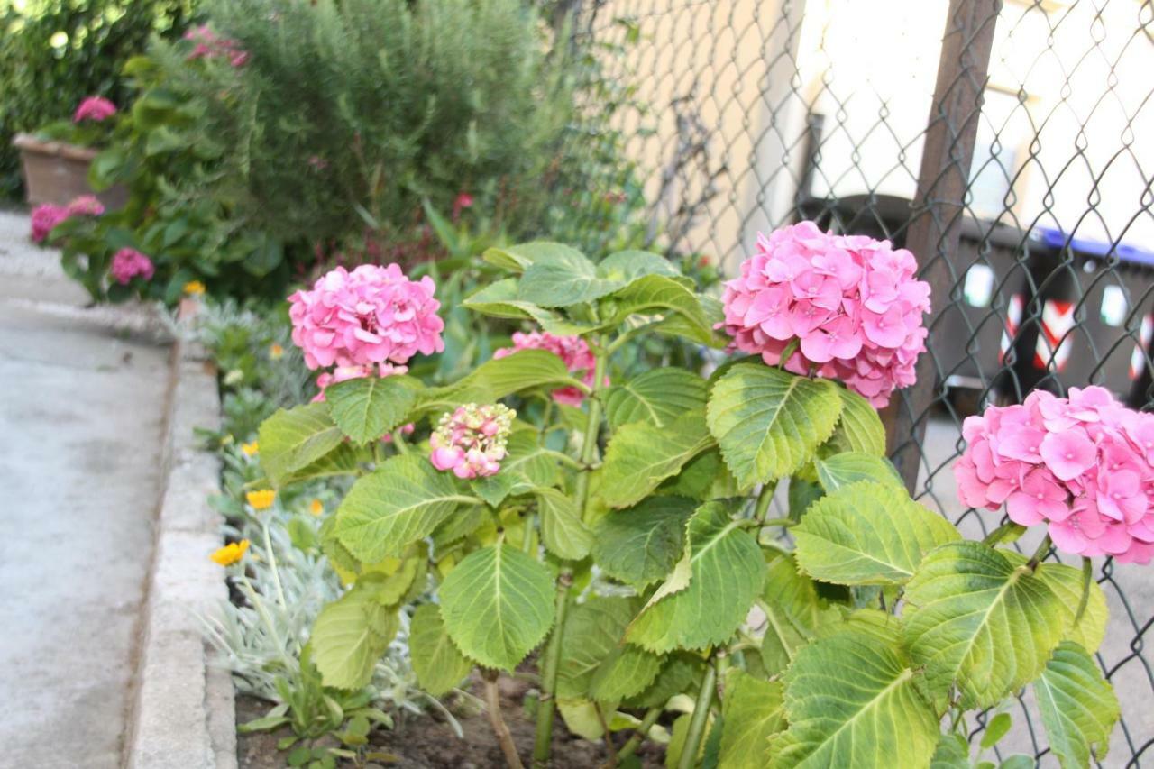 Pisa Town Bed and Breakfast Exterior foto