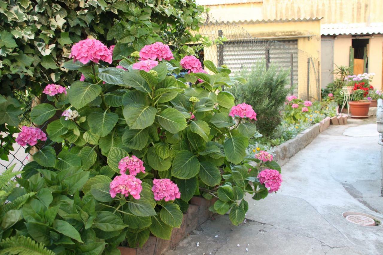 Pisa Town Bed and Breakfast Exterior foto