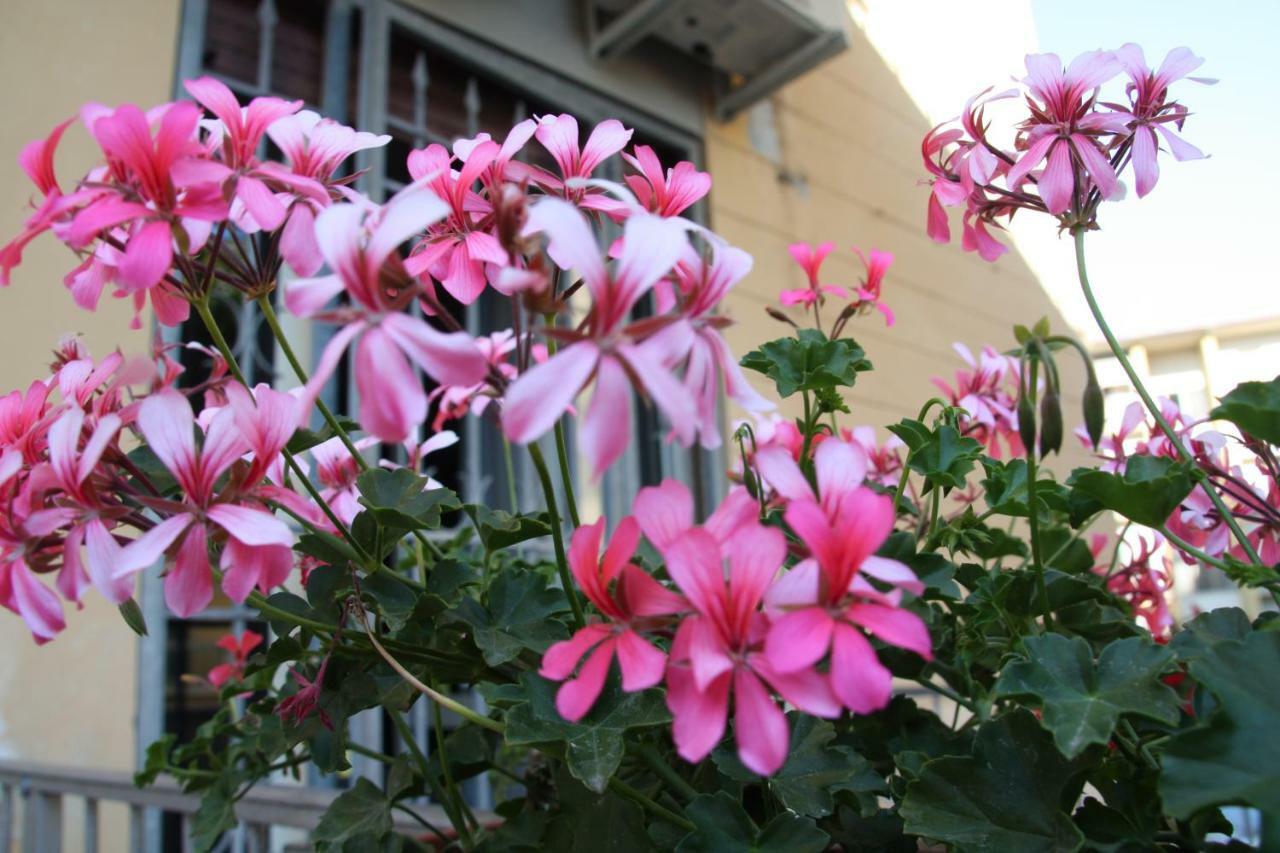 Pisa Town Bed and Breakfast Exterior foto